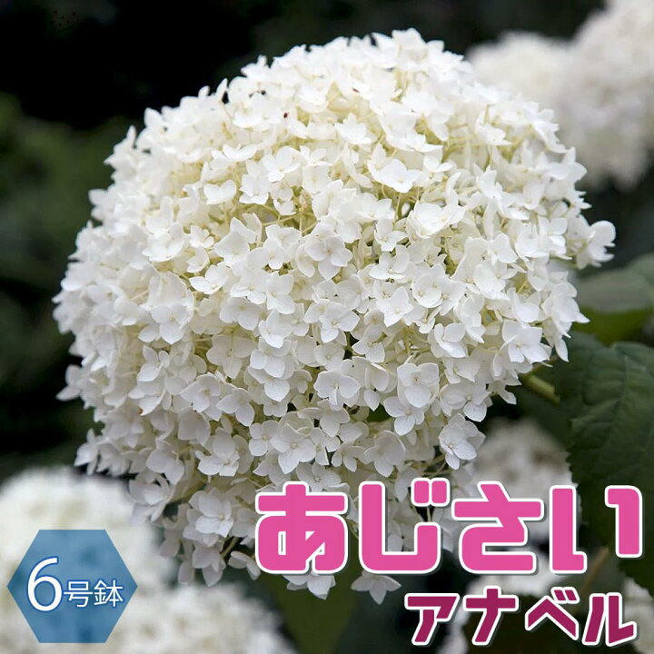 楽天市場 送料無料 アナベル アジサイの苗木 庭木 6号鉢 1個売り あじさい苗 あじさいの苗 アジサイ苗 アジサイの苗 紫陽花苗 紫陽花の苗 アナベル 花苗 植物販売のｉｔａｎｓｅ楽天市場店