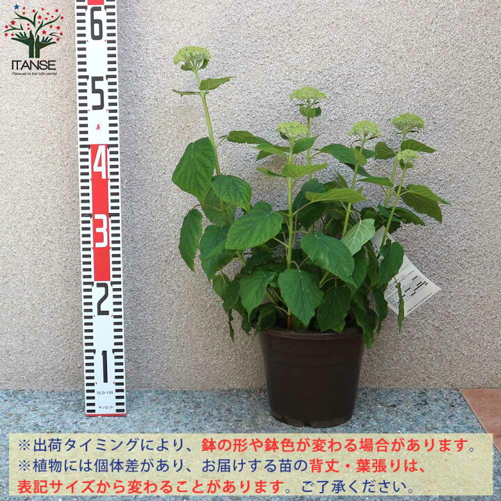 楽天市場 送料無料 アナベル アジサイの苗木 庭木 6号鉢 1個売り あじさい苗 あじさいの苗 アジサイ苗 アジサイの苗 紫陽花苗 紫陽花の苗 アナベル 花苗 植物販売のｉｔａｎｓｅ楽天市場店