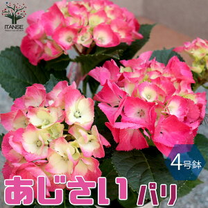 ySSԑSi10OFFzp AWTC̕c  4 1 c ̕c AWTCc AWTC̕c zԕc zԂ̕c Aix ԕc  [