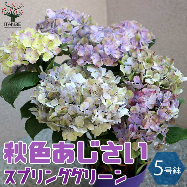 楽天市場 送料無料 秋色アジサイ スプリンググリーン アジサイの苗木 庭木 5号鉢 1個売り あじさい苗 あじさいの苗 アジサイ苗 アジサイの苗 紫陽花苗 紫陽花の苗 アナベル 花苗 植物販売のｉｔａｎｓｅ楽天市場店
