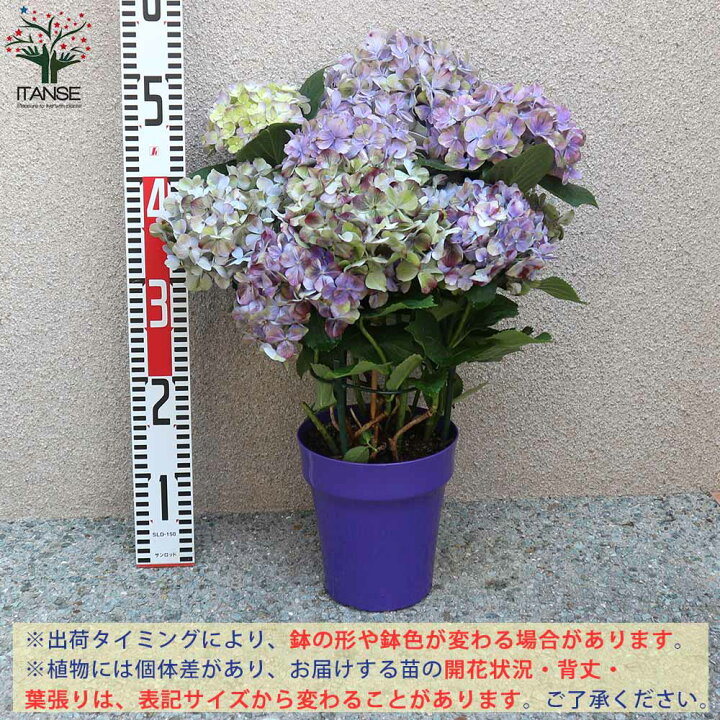 アジサイ 品種不明 5号鉢 あじさい 紫陽花 鉢植えアジサイ 激安本物 あじさい アジサイ 品種不明 5号鉢 あじさい 紫陽花 鉢植えアジサイ 激安本物 あじさい