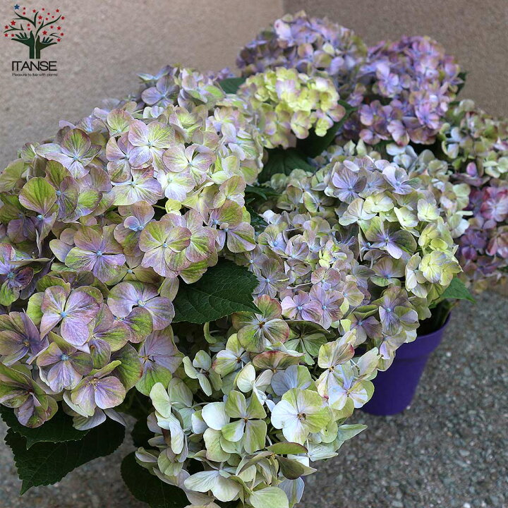 楽天市場 送料無料 秋色アジサイ スプリンググリーン アジサイの苗木 庭木 5号鉢 1個売り あじさい苗 あじさいの苗 アジサイ苗 アジサイの苗 紫陽花苗 紫陽花の苗 アナベル 花苗 植物販売のｉｔａｎｓｅ楽天市場店