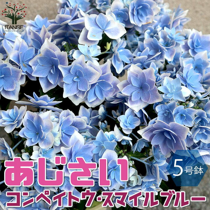 楽天市場 送料無料 コンペイトウ スマイルブルー アジサイの苗 庭木 5号鉢 1個売り あじさい苗 あじさいの苗 アジサイ苗 アジサイの苗 紫陽花苗 紫陽花の苗 ガーデニング 植物販売のｉｔａｎｓｅ楽天市場店