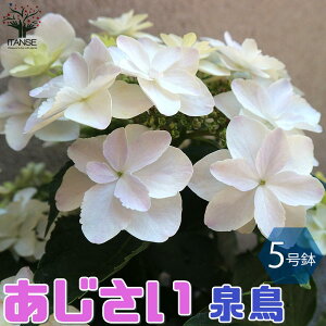 ySSԑSi10OFFz ( ݂ǂ ) AWTC̕c  5 1 c ̕c AWTCc AWTC̕c zԕc zԂ̕c K[fjO PVP  [