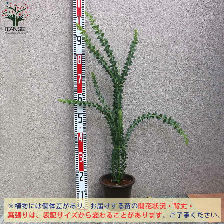楽天市場 送料無料 三角葉アカシア 庭木 6号鉢 1個売り アカシア サンカクバアカシア 三角葉 アカシア苗 アカシアの苗 アカシアの苗木 フラワー 植物販売のｉｔａｎｓｅ楽天市場店