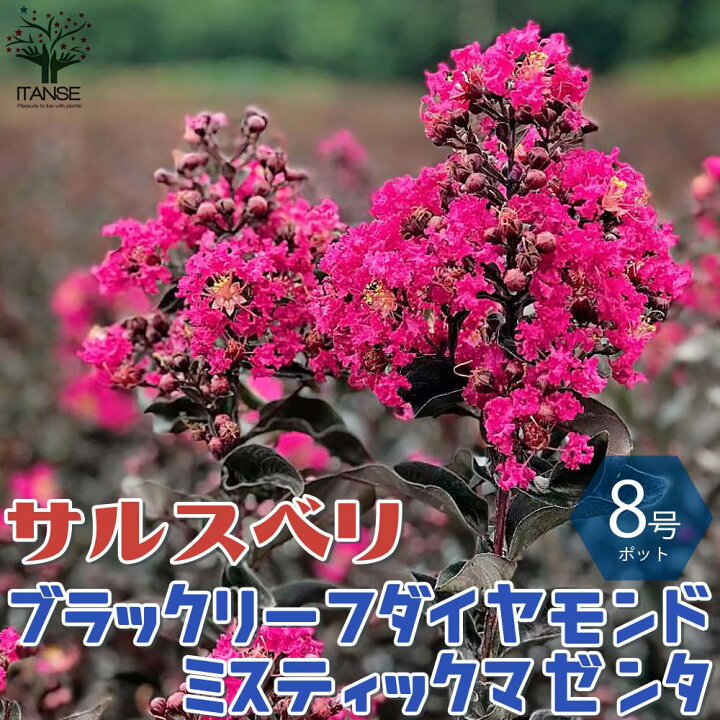 楽天市場 送料無料 ブラックリーフダイヤモンド ミスティックマゼンタ サルスベリの苗木 庭木 8号鉢 1個売り ブラッシュ サルスベリ苗 サルスベリ の苗木 百日紅 ヒャクジツコウ ミソハギ 落葉樹 植物販売のｉｔａｎｓｅ楽天市場店
