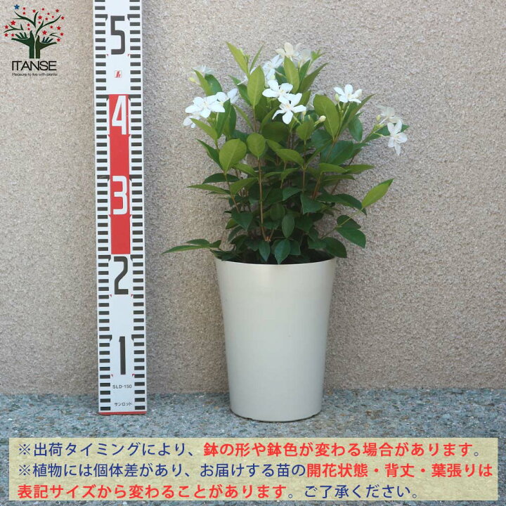 楽天市場 送料無料 セイロンランティア 庭木 6号鉢 1個売り セイロンライティア苗 セイロンライティアの苗木 キョウチクトウ科 ライティア属 花木苗 植物販売のｉｔａｎｓｅ楽天市場店