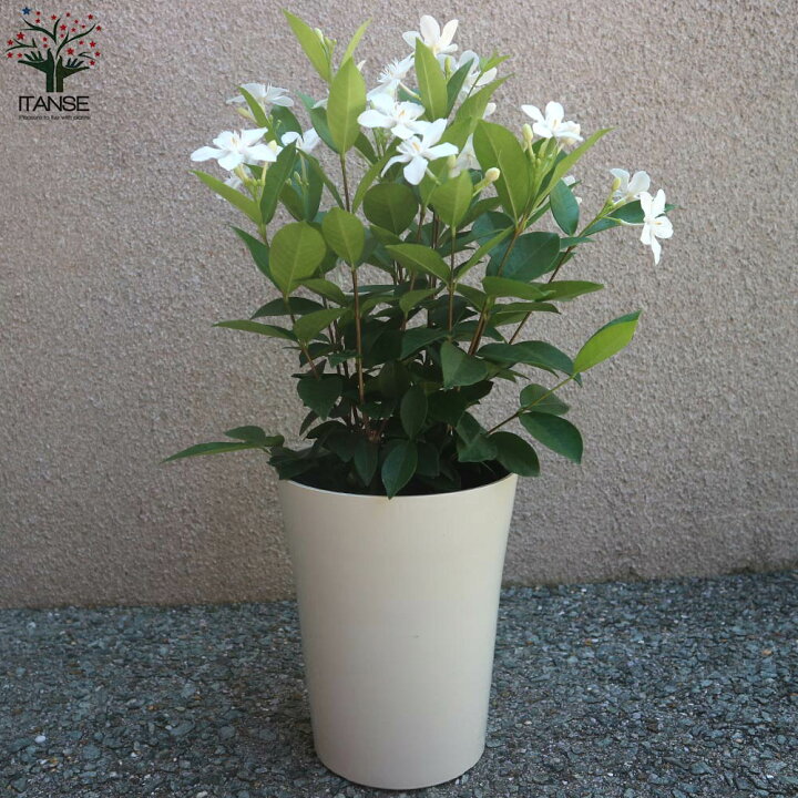 楽天市場 送料無料 セイロンランティア 庭木 6号鉢 1個売り セイロンライティア苗 セイロンライティアの苗木 キョウチクトウ科 ライティア属 花木苗 植物販売のｉｔａｎｓｅ楽天市場店