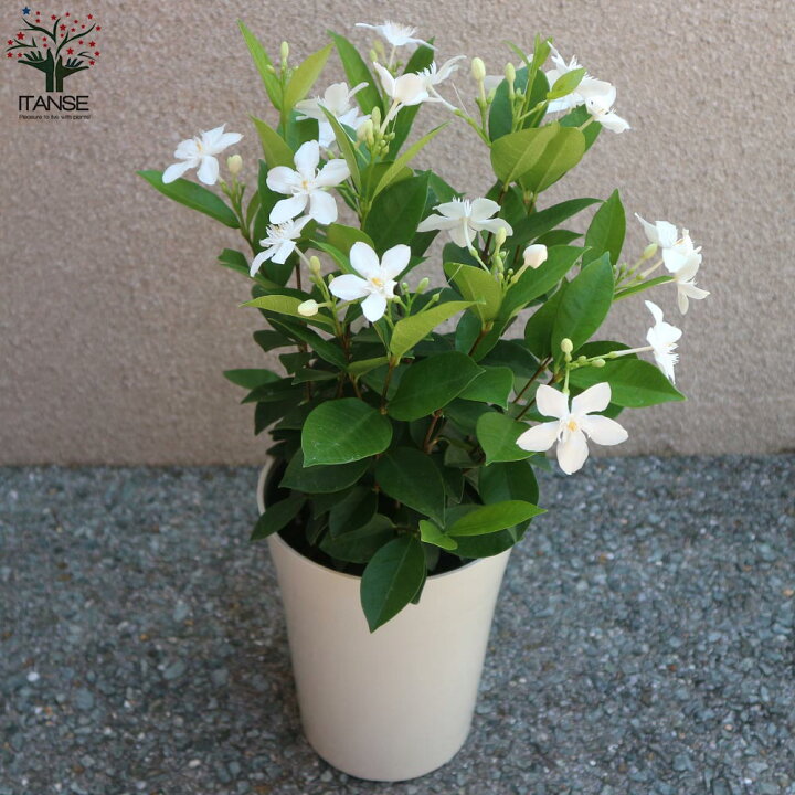 楽天市場 送料無料 セイロンランティア 庭木 6号鉢 1個売り セイロンライティア苗 セイロンライティアの苗木 キョウチクトウ科 ライティア属 花木苗 植物販売のｉｔａｎｓｅ楽天市場店