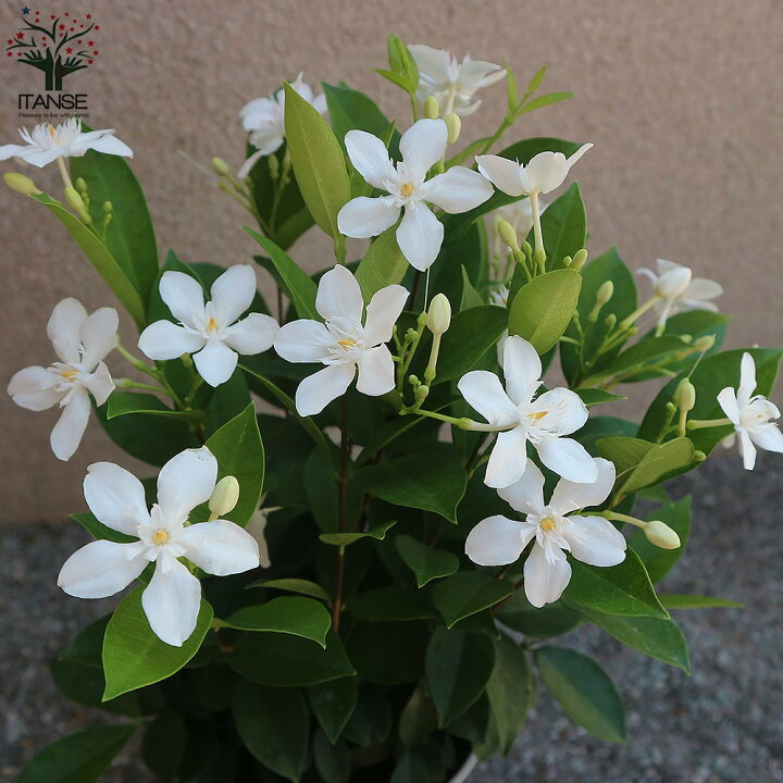 楽天市場 送料無料 セイロンランティア 庭木 6号鉢 1個売り セイロンライティア苗 セイロンライティアの苗木 キョウチクトウ科 ライティア属 花木苗 植物販売のｉｔａｎｓｅ楽天市場店