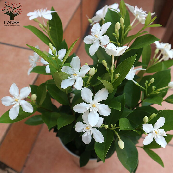 楽天市場 送料無料 セイロンランティア 庭木 6号鉢 1個売り セイロンライティア苗 セイロンライティアの苗木 キョウチクトウ科 ライティア属 花木苗 植物販売のｉｔａｎｓｅ楽天市場店