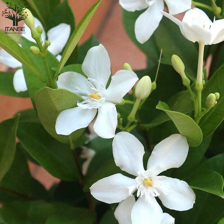 楽天市場 送料無料 セイロンランティア 庭木 6号鉢 1個売り セイロンライティア苗 セイロンライティアの苗木 キョウチクトウ科 ライティア属 花木苗 植物販売のｉｔａｎｓｅ楽天市場店