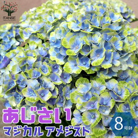 楽天市場 アジサイ 母の日 マジカルの通販