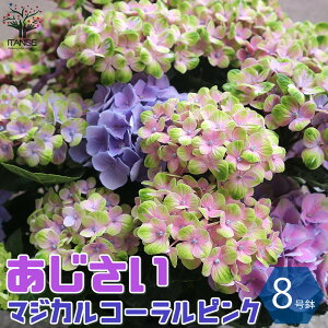 植木 あじさい 苗の人気商品 通販 価格比較 価格 Com