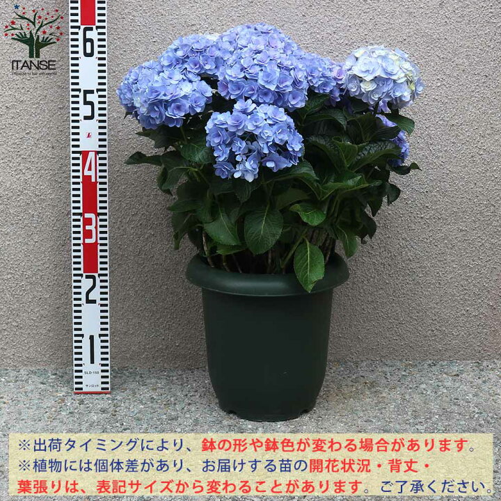 新発売の アジサイ アナベル 庭木 7号鉢 1個売り 植木 花木 観賞用 あじさい 紫陽花 送料無料