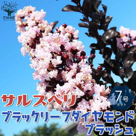 楽天市場 サルスベリ ピンクの通販