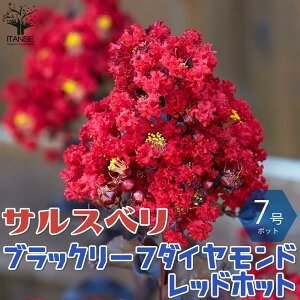 サルスベリ 盆栽 植木の人気商品 通販 価格比較 価格 Com サルスベリ 盆栽 植木の人気商品 通販 価格比較 価格 Com