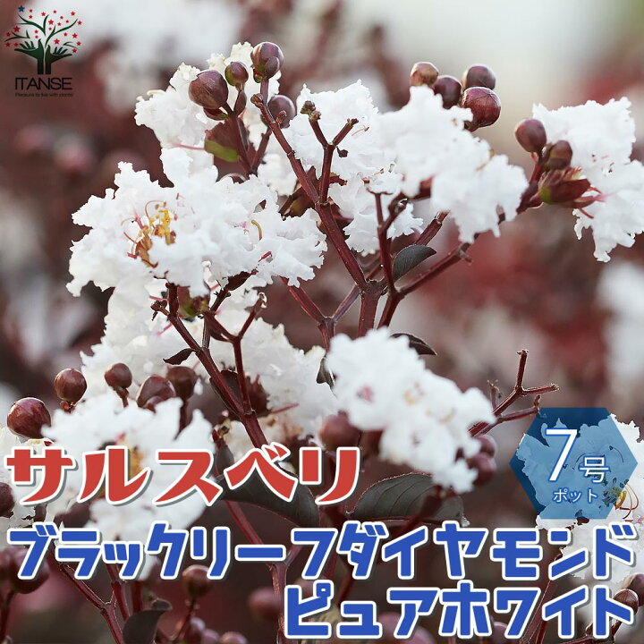 楽天市場 送料無料 ブラックリーフダイヤモンド ピュアホワイト サルスベリの苗木 庭木 7号鉢mサイズ 1個売り ブラッシュ サルスベリ苗 サルスベリの苗木 百日紅 ヒャクジツコウ ミソハギ 落葉樹 植物販売のｉｔａｎｓｅ楽天市場店