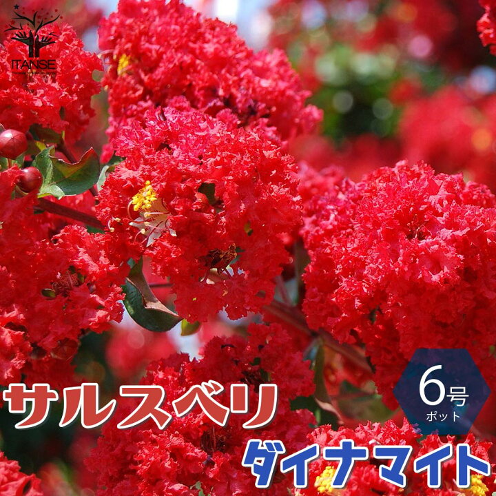楽天市場 送料無料 ダイナマイト サルスベリの苗木 庭木 6号鉢mサイズ 1個売り ブラッシュ サルスベリ苗 サルスベリの苗木 百日紅 ヒャクジツコウ ミソハギ 落葉樹 植物販売のｉｔａｎｓｅ楽天市場店