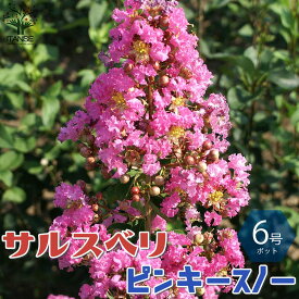 楽天市場 庭木 百日紅の通販