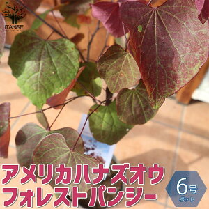 植木 盆栽 パンジー Diy 工具の人気商品 通販 価格比較 価格 Com