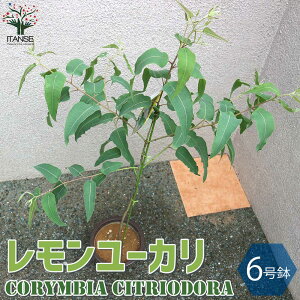 ユーカリ 苗 盆栽 植木の人気商品 通販 価格比較 価格 Com