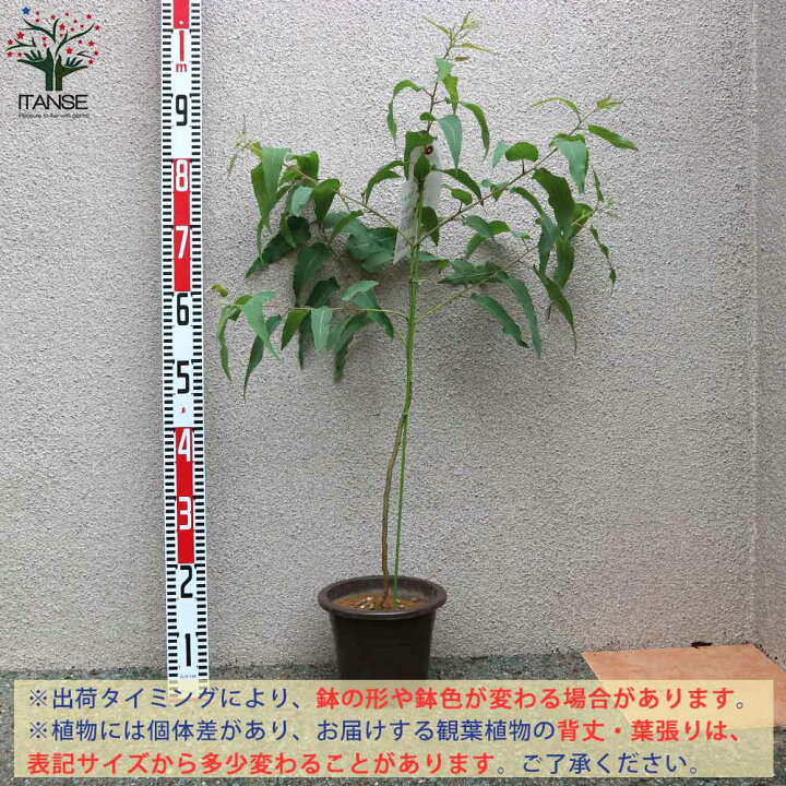 楽天市場 送料無料 植木苗 レモンユーカリ 庭木 6号ポット 1個売り レモンユーカリ苗 シトリオドラ レモンユーカリの苗木 観葉植物 リビング オフィス 植物販売のｉｔａｎｓｅ楽天市場店