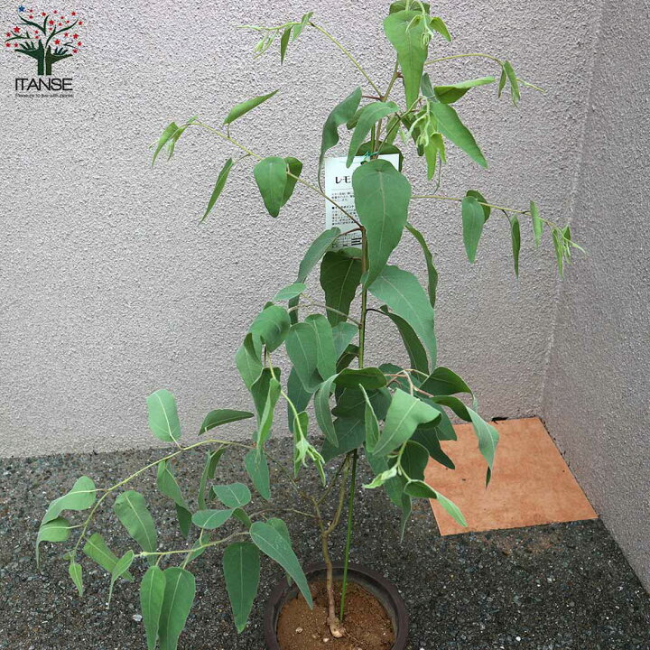 楽天市場 送料無料 植木苗 レモンユーカリ 庭木 6号ポット 1個売り レモンユーカリ苗 シトリオドラ レモンユーカリの苗木 観葉植物 リビング オフィス 植物販売のｉｔａｎｓｅ楽天市場店