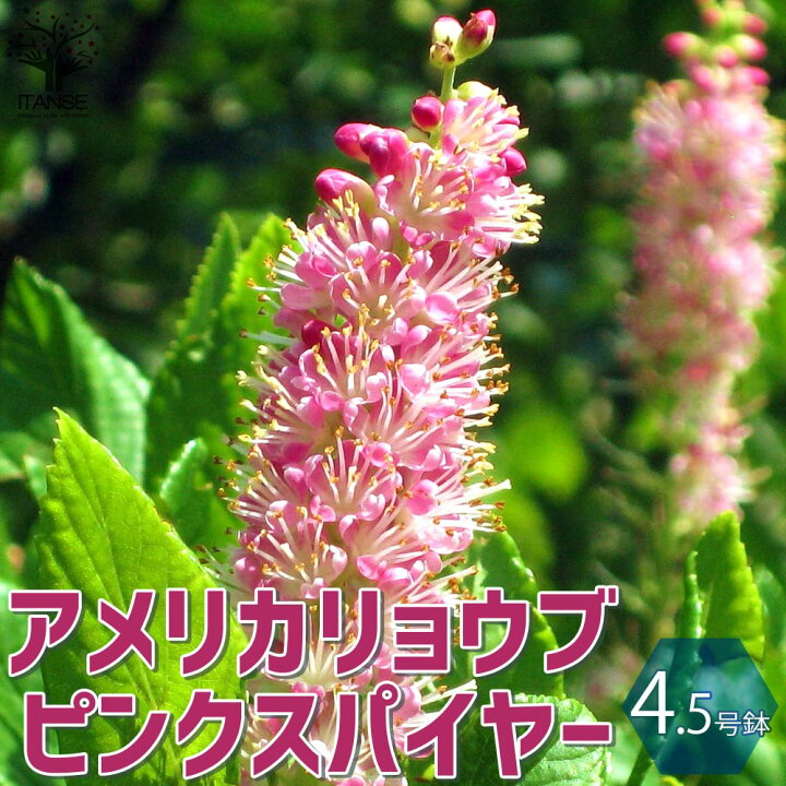 楽天市場 送料無料 花木苗 アメリカリョウブ ピンクスパイヤー 庭木 4 5号ポット 1個売り アメリカリョウブ ピンクスパイヤー リョウブ苗 リョウブの苗 サマースイート 植物販売のｉｔａｎｓｅ楽天市場店