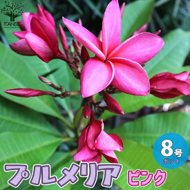 楽天市場 花 苗木の通販