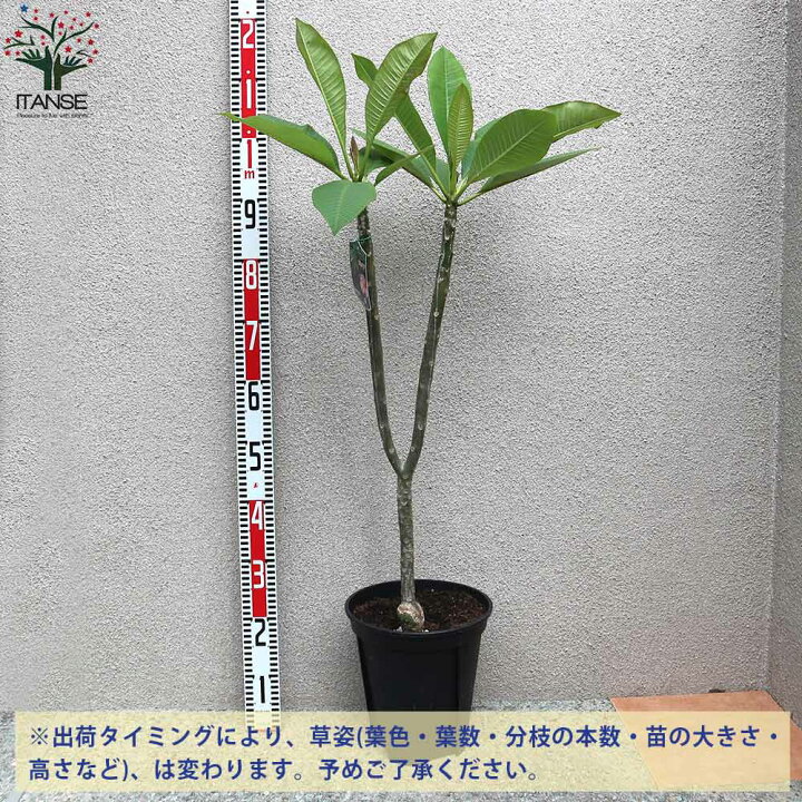 プルメリア大苗 人気デザイナー