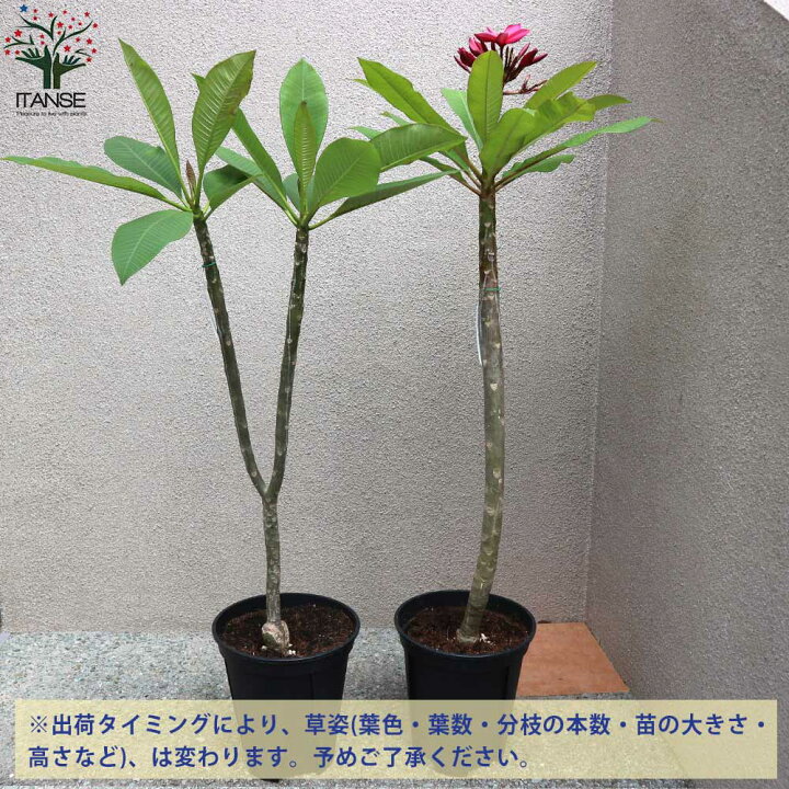 楽天市場 送料無料 熱帯花木苗 プルメリアの苗 庭木 8号鉢 1個売り プルメリア プルメリアの苗木 インドソケイ キョウチクトウ ハワイアン レイ フラワー 花苗 花の苗シンボルツリー 記念樹 植物販売のｉｔａｎｓｅ楽天市場店