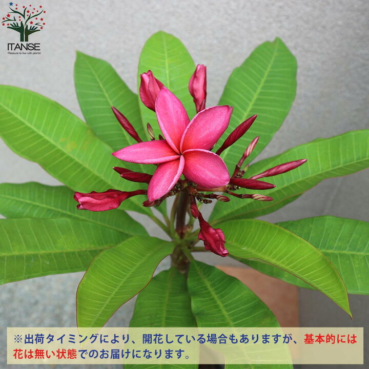 市場 送料無料 イエロー 1個売り 5号鉢 熱帯花木苗 プルメリア 庭木 インド素馨