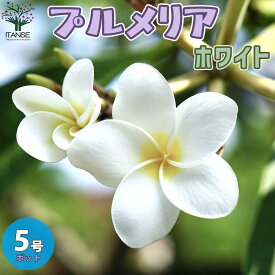 楽天市場 花 苗木の通販