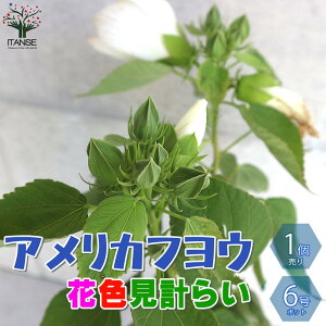 夏 植木の人気商品 通販 価格比較 価格 Com