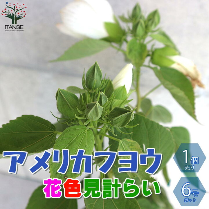 楽天市場 送料無料 花木苗 アメリカフヨウの苗 庭木 6号鉢 1個売り アメリカフヨウ アメリカフヨウ苗 アメリカ芙蓉 花木 花木苗 花苗 花の苗 グランドカバー 植物販売のｉｔａｎｓｅ楽天市場店