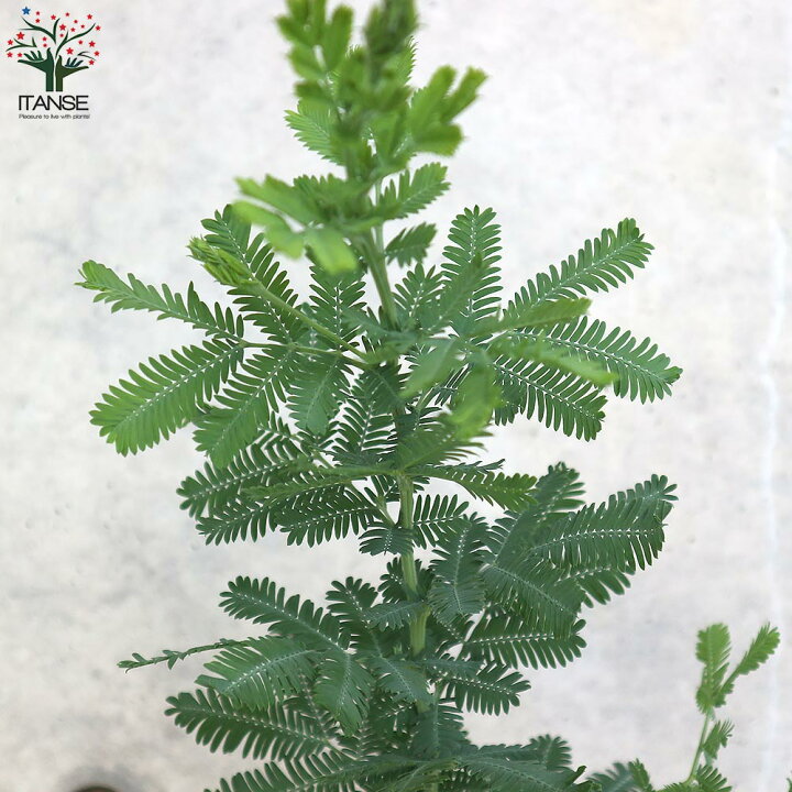 楽天市場 送料無料 アカシア 花木苗 ミモザの苗 庭木 6号鉢 1個売り ミモザアカシア 銀葉アカシア ハナアカシア ミモザ 花木 花木苗 花苗 花の苗 植物販売のｉｔａｎｓｅ楽天市場店