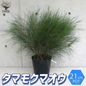 楽天市場 庭木 低木の通販