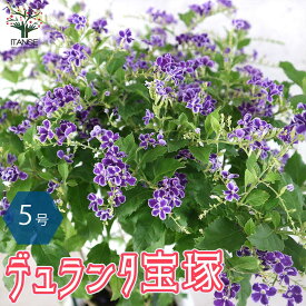 楽天市場 デュランタ 宝塚の通販