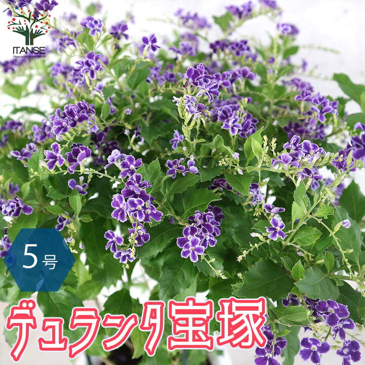 楽天市場 送料無料 デュランタ宝塚 庭木 7号鉢大苗 1個売り デュランタ タイワンレンギョウ ハリマツリ クマツヅラ 宝塚 デュランタ宝塚 フラワー 花苗 花の苗シンボルツリー 植物販売のitanse楽天市場店 楽天市場 送料無料 デュランタ宝塚 庭木 7号鉢大苗 1個売り デュランタ タイワンレンギョウ ハリマツリ クマツヅラ 宝塚 デュランタ宝塚 フラワー 花苗 花の苗シンボルツリー 植物販売のitanse楽天市場店