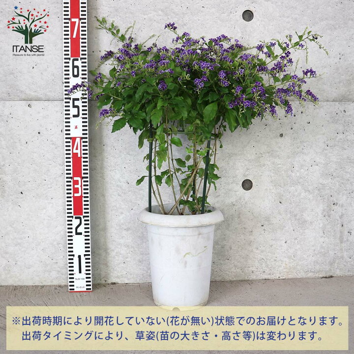楽天市場 送料無料 デュランタ宝塚 庭木 7号鉢大苗 1個売り デュランタ タイワンレンギョウ ハリマツリ クマツヅラ 宝塚 デュランタ宝塚 フラワー 花苗 花の苗シンボルツリー 植物販売のｉｔａｎｓｅ楽天市場店