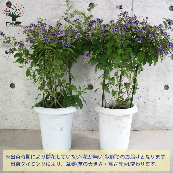 楽天市場 送料無料 デュランタ宝塚 庭木 7号鉢大苗 1個売り デュランタ タイワンレンギョウ ハリマツリ クマツヅラ 宝塚 デュランタ宝塚 フラワー 花苗 花の苗シンボルツリー 植物販売のｉｔａｎｓｅ楽天市場店