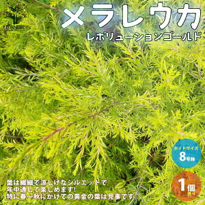 カラーリーフ 盆栽 植木の人気商品 通販 価格比較 価格 Com