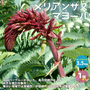 カラーリーフ 盆栽 植木 植木 盆栽の人気商品 通販 価格比較 価格 Com