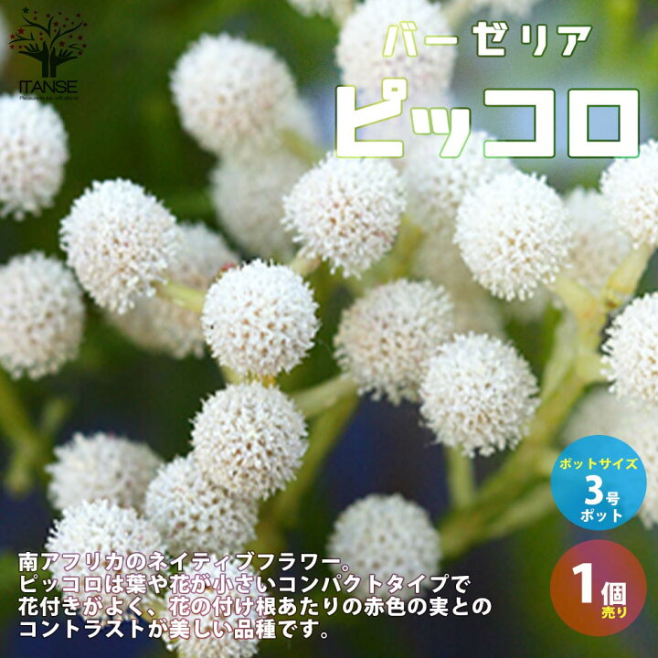 楽天市場 送料無料 バーゼリア ピッコロ 庭木 花木苗 常緑低木3号ポット苗 1個売り 園芸品種 ガーデニング シンボルツリー 鑑賞 植物販売のｉｔａｎｓｅ楽天市場店