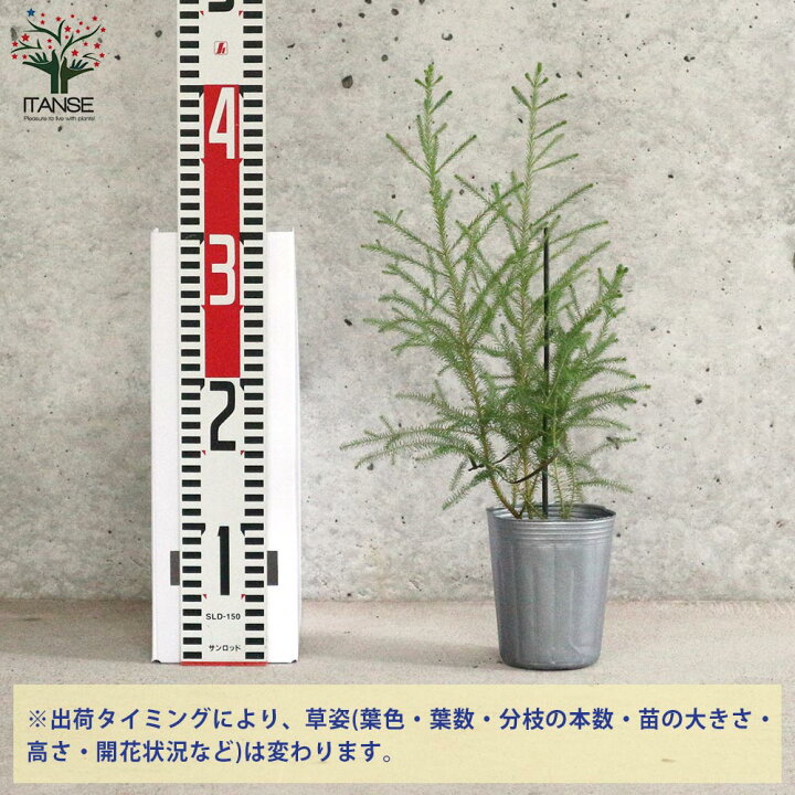 楽天市場 送料無料 バーゼリア ピッコロ 庭木 花木苗 常緑低木3号ポット苗 1個売り 園芸品種 ガーデニング シンボルツリー 鑑賞 植物販売のｉｔａｎｓｅ楽天市場店