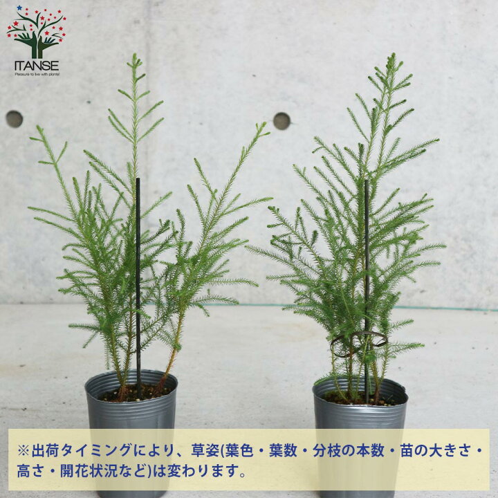 楽天市場 送料無料 バーゼリア ピッコロ 庭木 花木苗 常緑低木3号ポット苗 1個売り 園芸品種 ガーデニング シンボルツリー 鑑賞 植物販売のｉｔａｎｓｅ楽天市場店