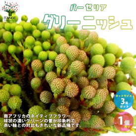 楽天市場 庭木 低木の通販