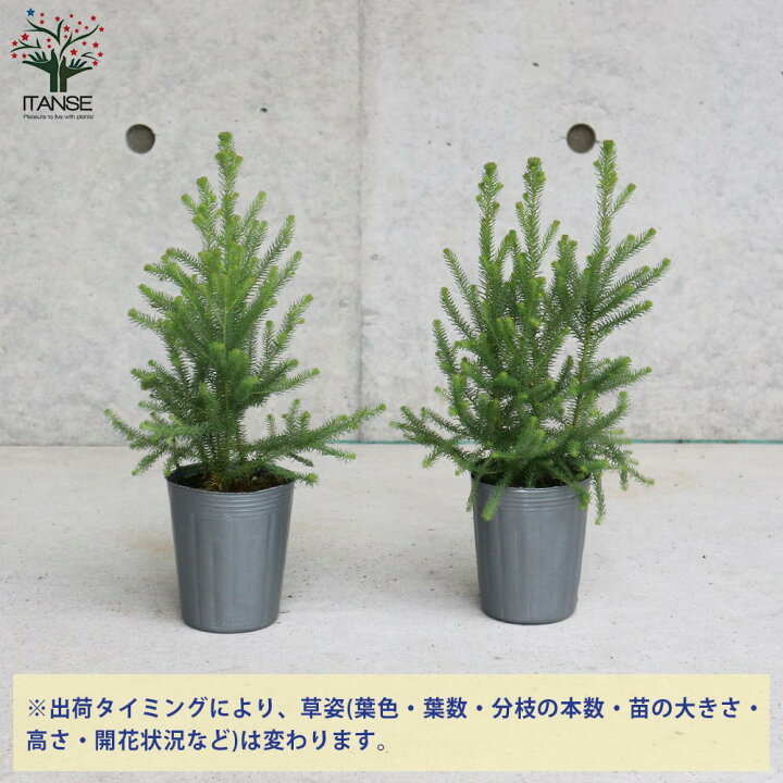 楽天市場 送料無料 バーゼリア グリーニッシュ 庭木 花木苗 常緑低木3号ポット苗 1個売り 園芸品種 ガーデニング シンボルツリー 鑑賞 植物販売のｉｔａｎｓｅ楽天市場店