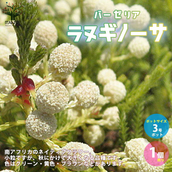 楽天市場 送料無料 バーゼリア ラヌギノーサ 庭木 花木苗 常緑低木3号ポット苗 1個売り 園芸品種 ガーデニング シンボルツリー 鑑賞 植物販売のｉｔａｎｓｅ楽天市場店